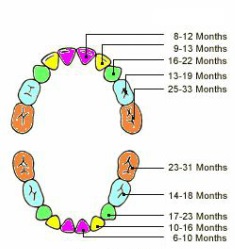gráfico da primeira dentição